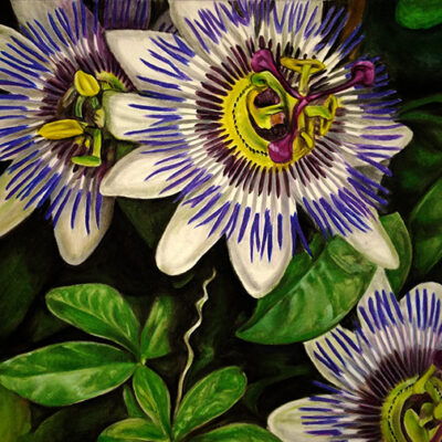 Passion Flower 12×15.25